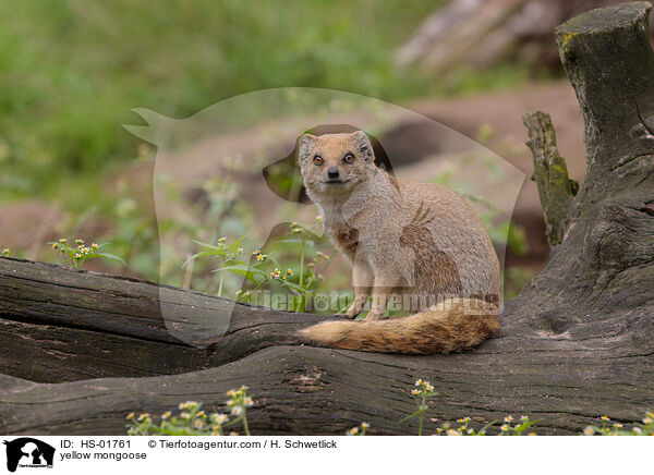 yellow mongoose / HS-01761