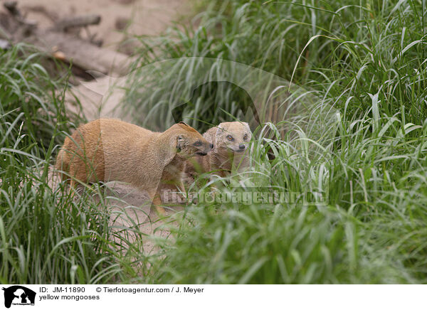 yellow mongooses / JM-11890
