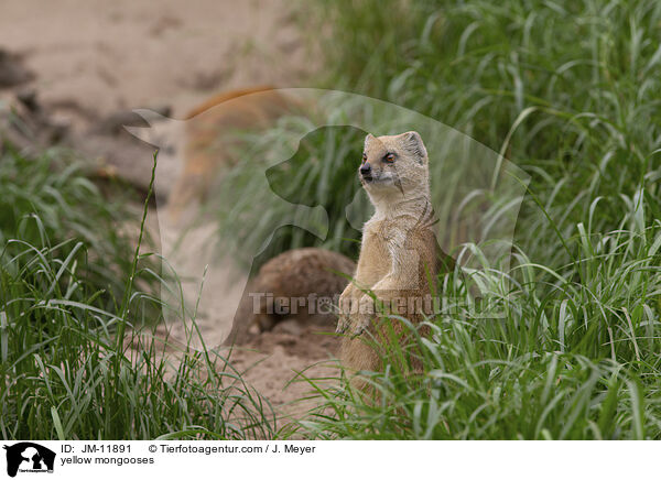 yellow mongooses / JM-11891