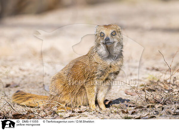yellow mongoose / DMS-11055