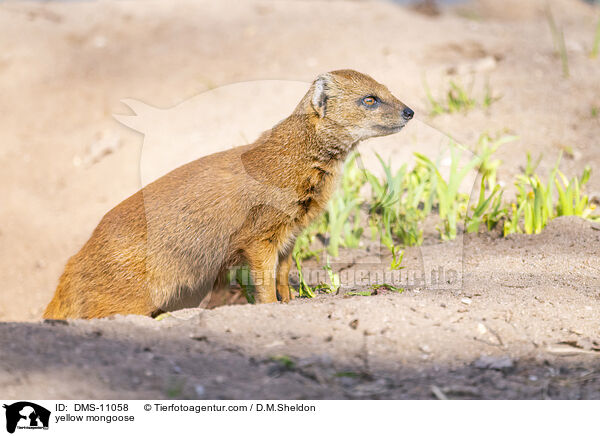 yellow mongoose / DMS-11058