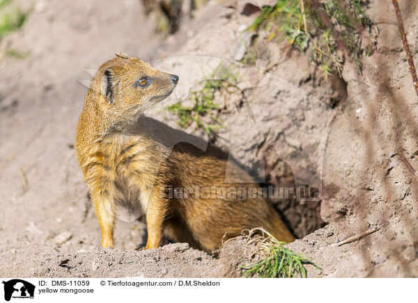 yellow mongoose / DMS-11059
