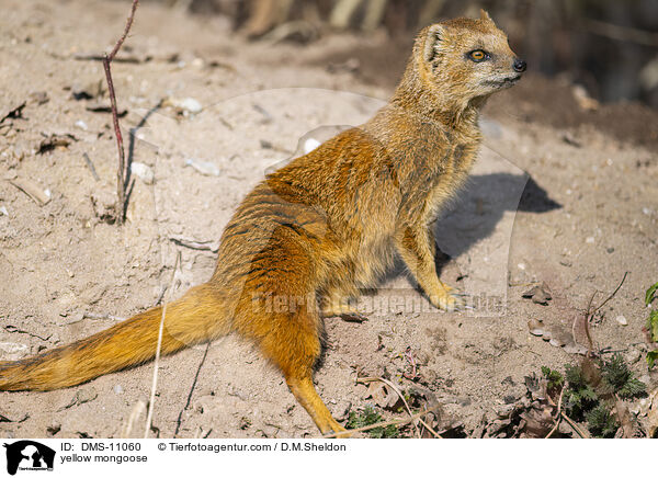 Fuchsmanguste / yellow mongoose / DMS-11060