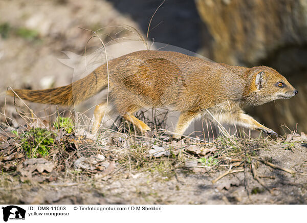 yellow mongoose / DMS-11063