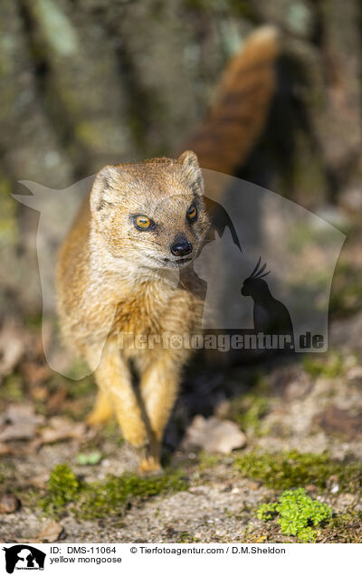 yellow mongoose / DMS-11064
