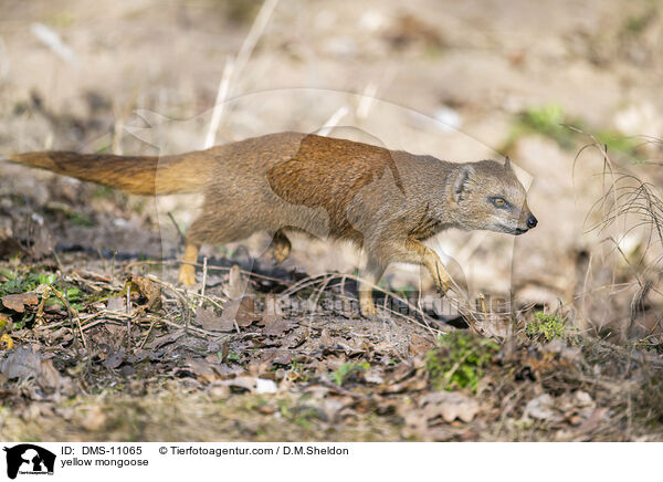 yellow mongoose / DMS-11065