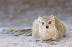 yellow mongoose