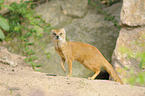 yellow mongoose