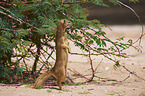 yellow mongoose