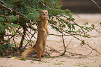 yellow mongoose