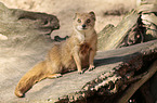yellow mongoose