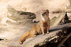 yellow mongoose