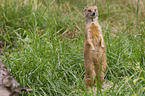 yellow mongoose