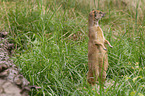 yellow mongoose