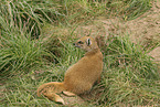 yellow mongoose