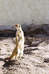 yellow mongoose
