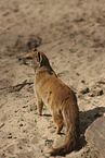 yellow mongoose