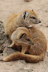yellow mongoose