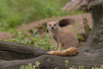 yellow mongoose