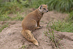 yellow mongoose