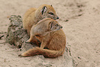 yellow mongoose