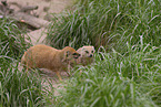 yellow mongooses