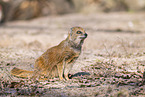 yellow mongoose