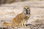 yellow mongoose
