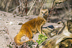 yellow mongoose