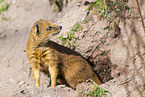 yellow mongoose