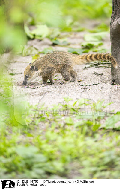 Sdamerikanischer Nasenbr / South American coati / DMS-14752