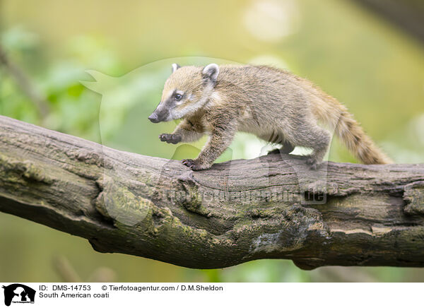 Sdamerikanischer Nasenbr / South American coati / DMS-14753