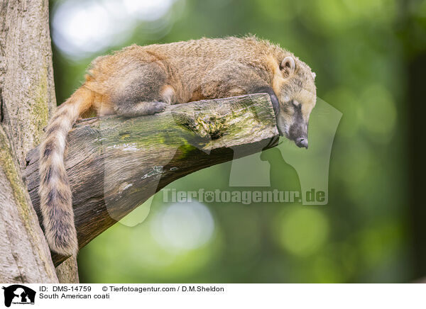 Sdamerikanischer Nasenbr / South American coati / DMS-14759