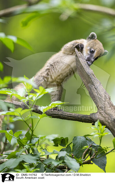 Sdamerikanischer Nasenbr / South American coati / DMS-14762