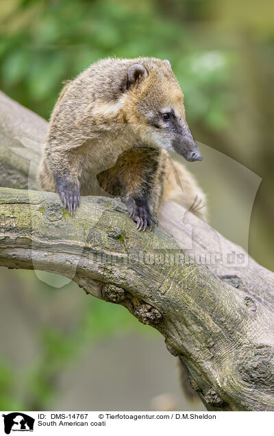 South American coati / DMS-14767