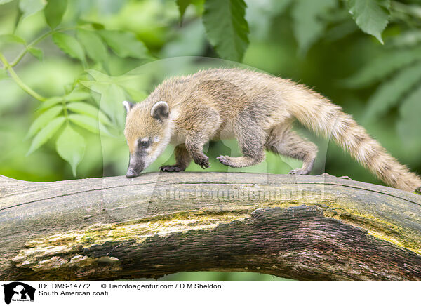 Sdamerikanischer Nasenbr / South American coati / DMS-14772