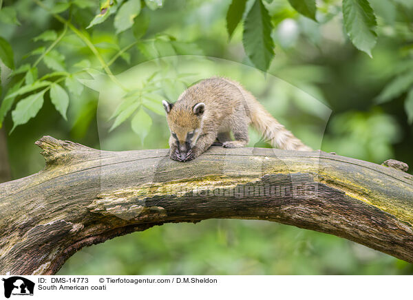 Sdamerikanischer Nasenbr / South American coati / DMS-14773