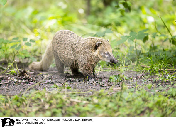 Sdamerikanischer Nasenbr / South American coati / DMS-14793