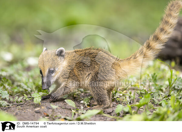 Sdamerikanischer Nasenbr / South American coati / DMS-14794