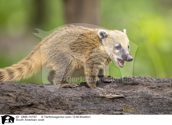 Sdamerikanischer Nasenbr / South American coati / DMS-14797