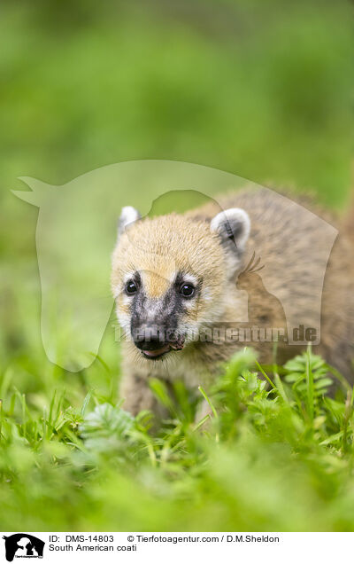 Sdamerikanischer Nasenbr / South American coati / DMS-14803