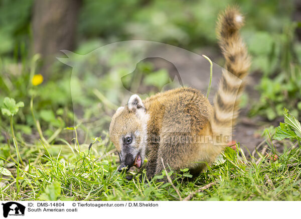 Sdamerikanischer Nasenbr / South American coati / DMS-14804