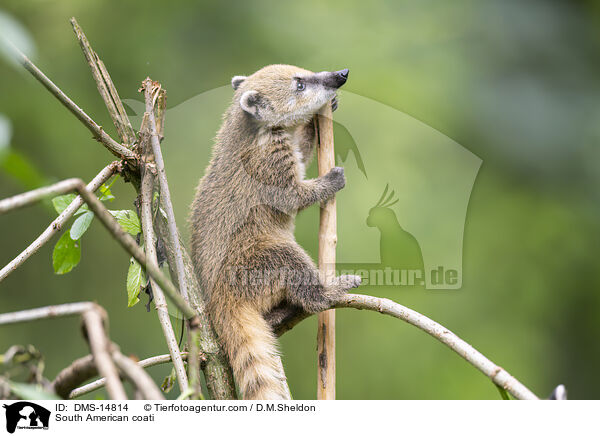 Sdamerikanischer Nasenbr / South American coati / DMS-14814