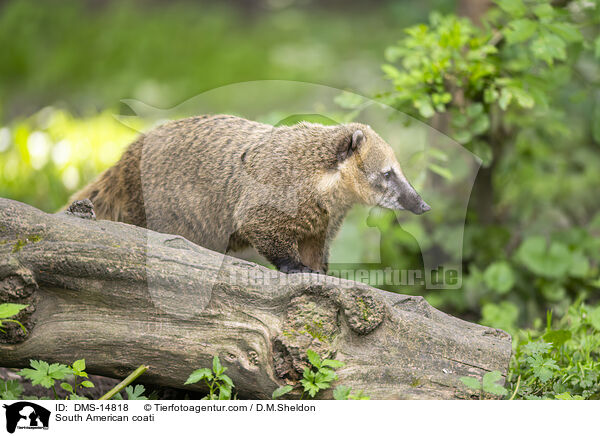 Sdamerikanischer Nasenbr / South American coati / DMS-14818