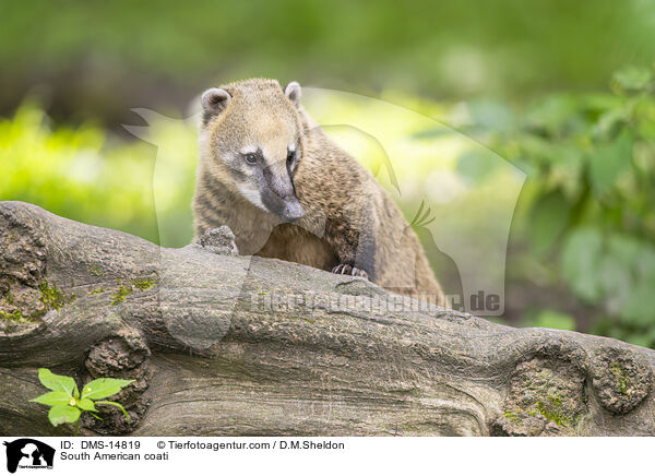 Sdamerikanischer Nasenbr / South American coati / DMS-14819