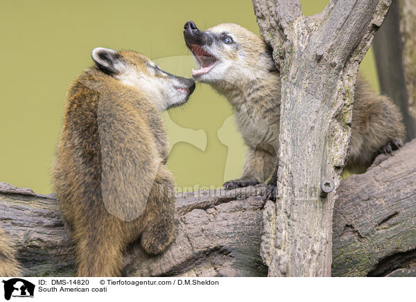 Sdamerikanischer Nasenbr / South American coati / DMS-14820