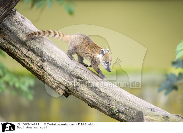 Sdamerikanischer Nasenbr / South American coati / DMS-14821