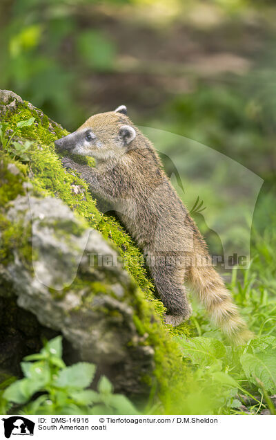 Sdamerikanischer Nasenbr / South American coati / DMS-14916