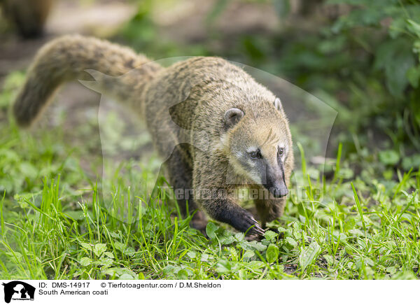 Sdamerikanischer Nasenbr / South American coati / DMS-14917