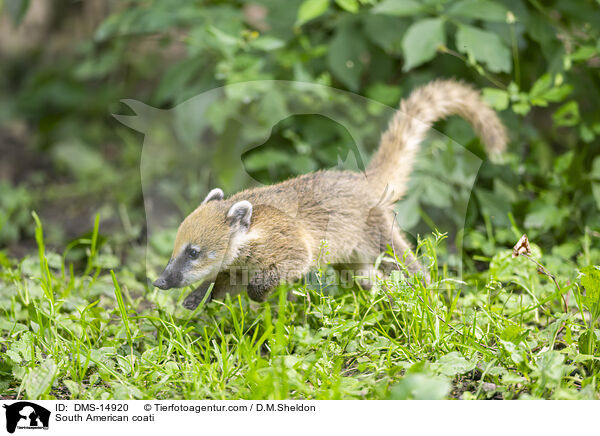 Sdamerikanischer Nasenbr / South American coati / DMS-14920